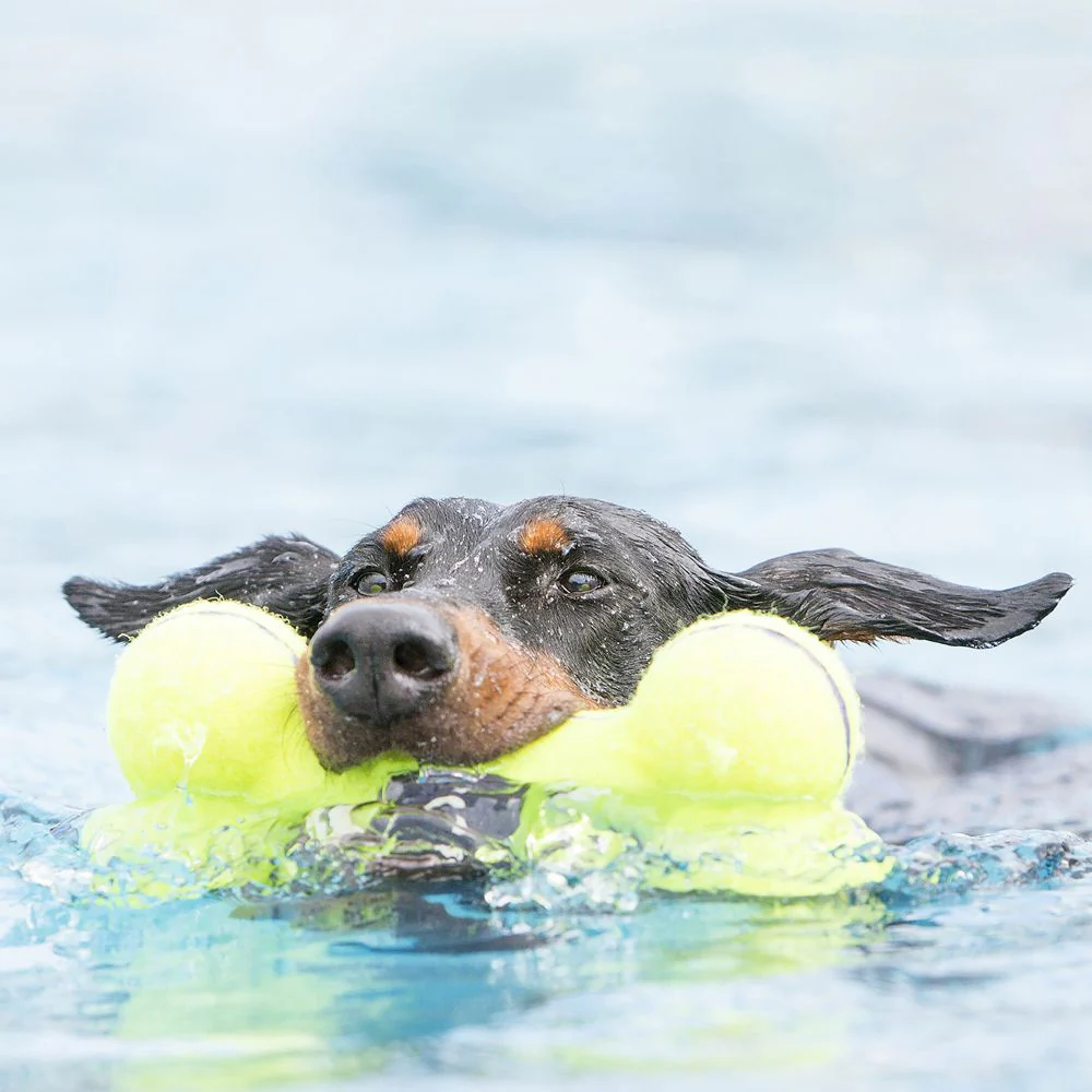 3627-airdog-squeaker-bone-asb-2.webp Airdog Squeaker Bone ASB