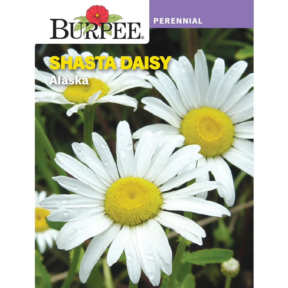 Alaska Shasta Daisy Flower Seed Pack 46187