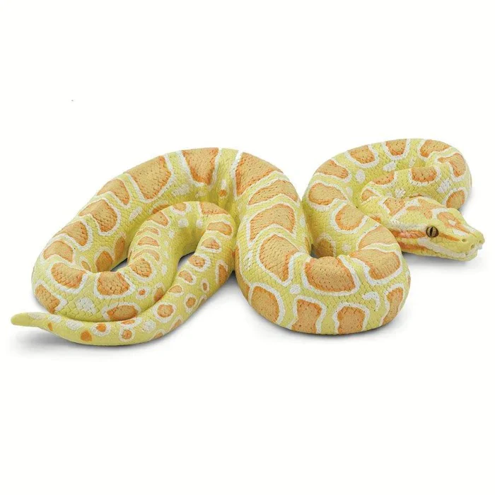 3657-albino-burmese-python-100250-1.webp Albino Burmese Python 100250