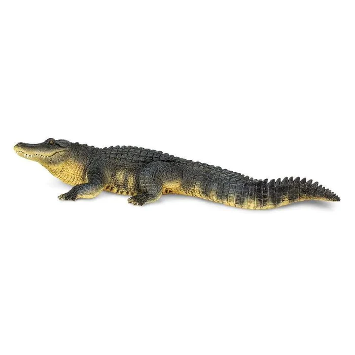 3885-alligator-113389-1.webp Alligator 113389