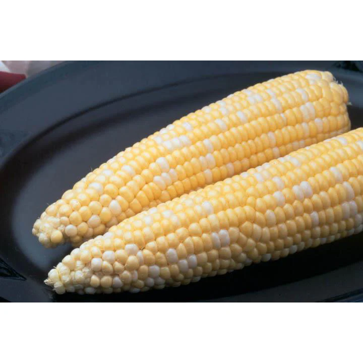 Ambrosia Sweet Corn 9921002