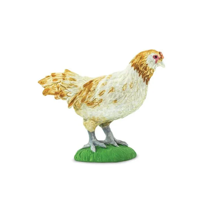 4008-ameraucana-chicken-100090-1.webp Ameraucana Chicken 100090