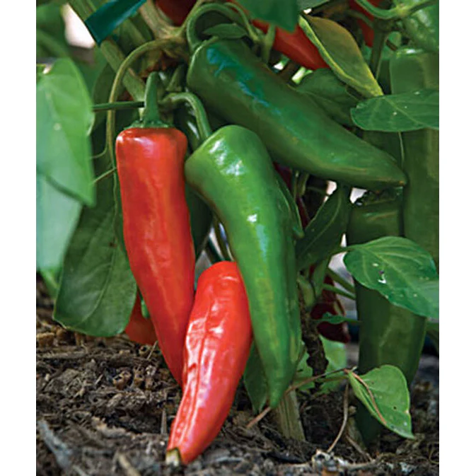 Anaheim Chili Hot Pepper Seed Pack 52861
