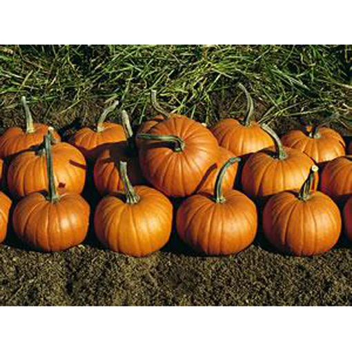 4653-baby-bear-pumpkin-seeds-9907500-1.webp Baby Bear Pumpkin Seeds 9907500
